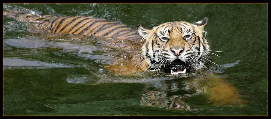 Sumatratiger im Wasser