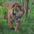 Sumatratiger im Zoo von Amneville