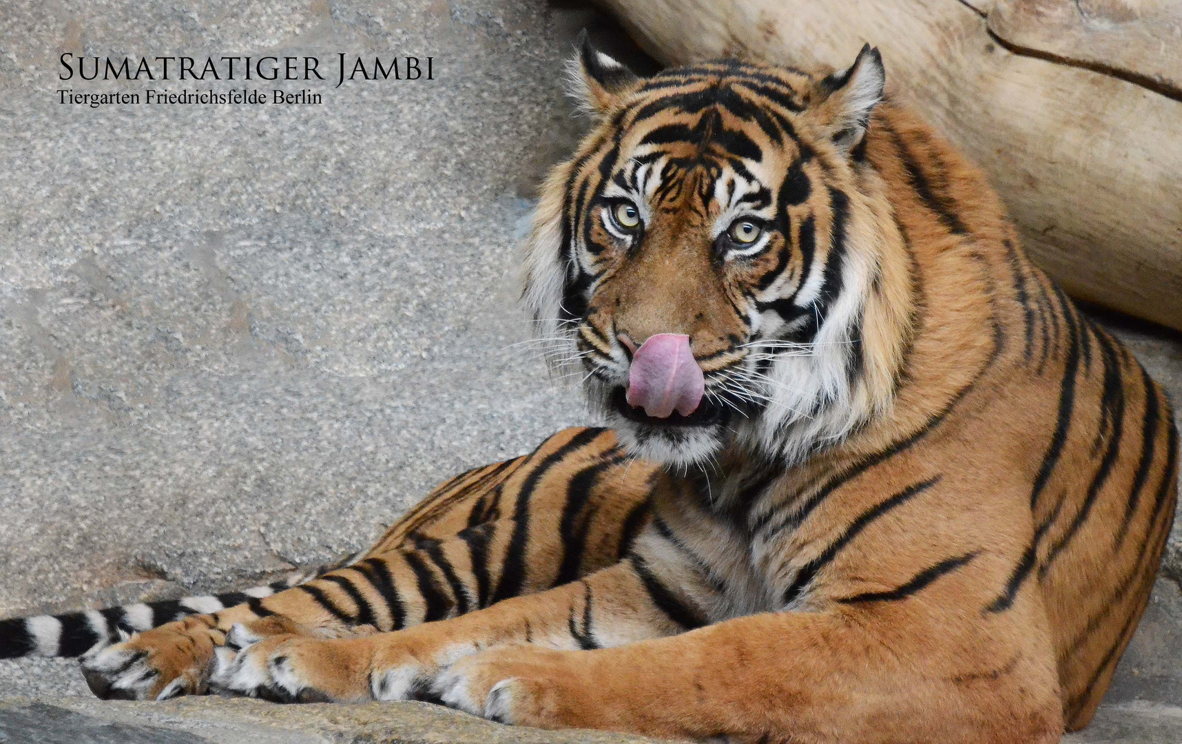 Sumatratiger JAMBI