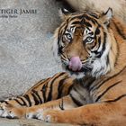 Sumatratiger JAMBI