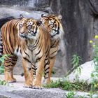 Sumatratiger Jambi & Shakira