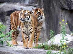 Sumatratiger Jambi & Shakira