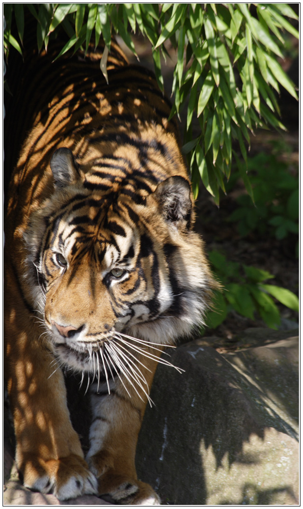 sumatratiger - no.1