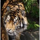 sumatratiger - no.1