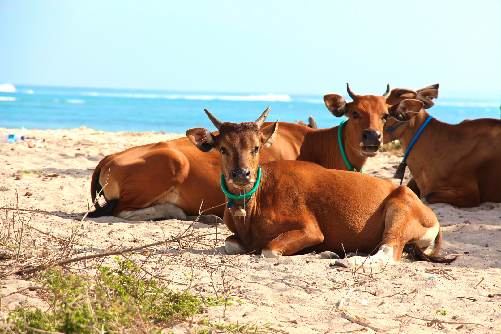 Sumbawas Beachcows