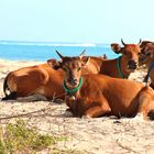 Sumbawas Beachcows