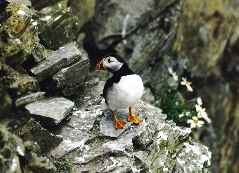 Sumburgh Head - Puffin