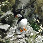 Sumburgh Head - Puffin