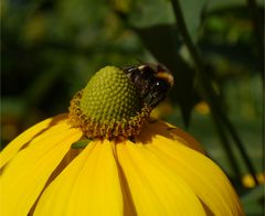 Summ Summ auf Riesenblüte