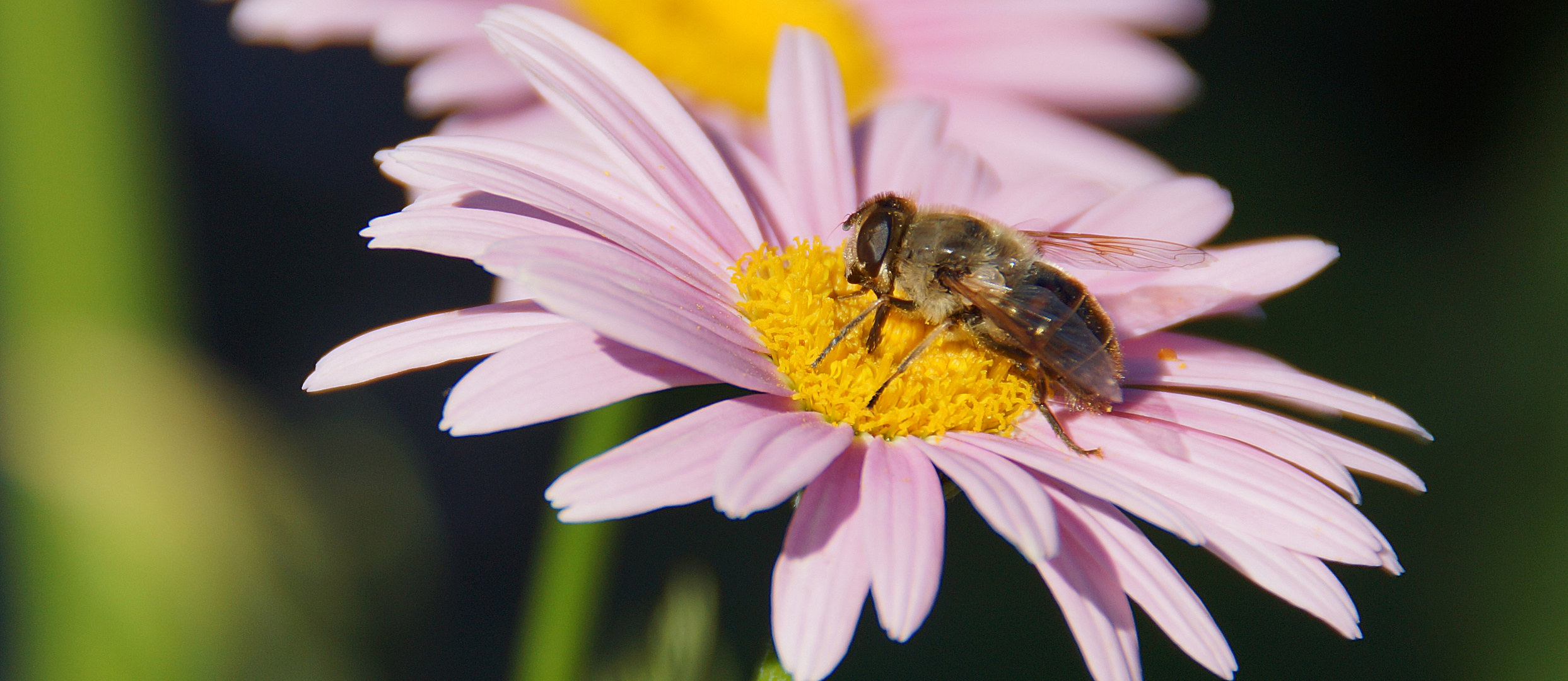 Summ, Summ, Bienchen summ herum..