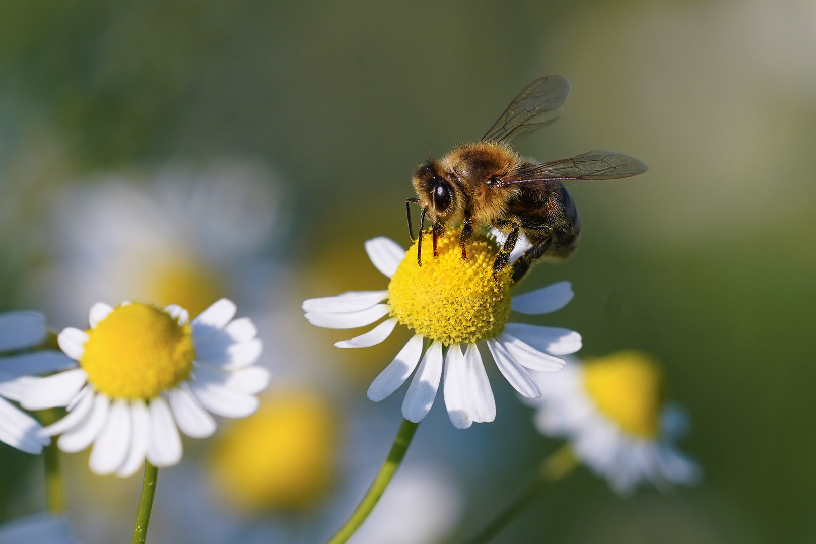 Summ Summ Bienchen Summ herum