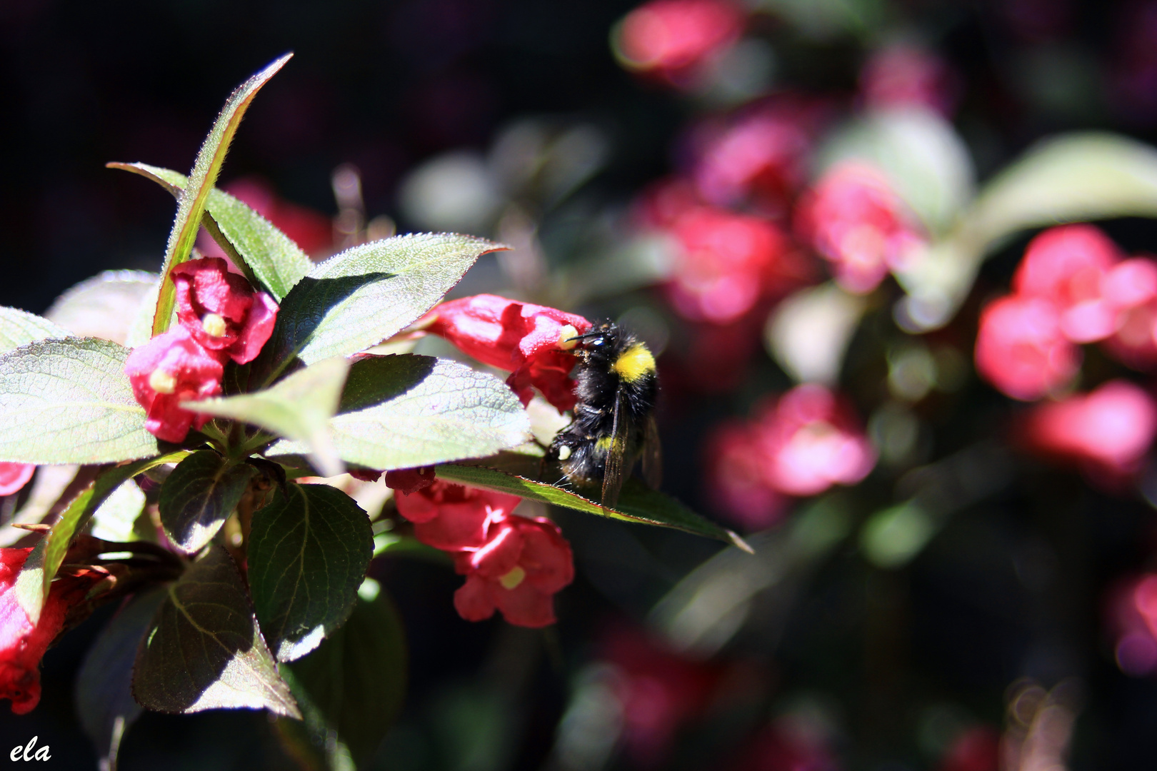 Summ summ die Bienchen fliegen herum