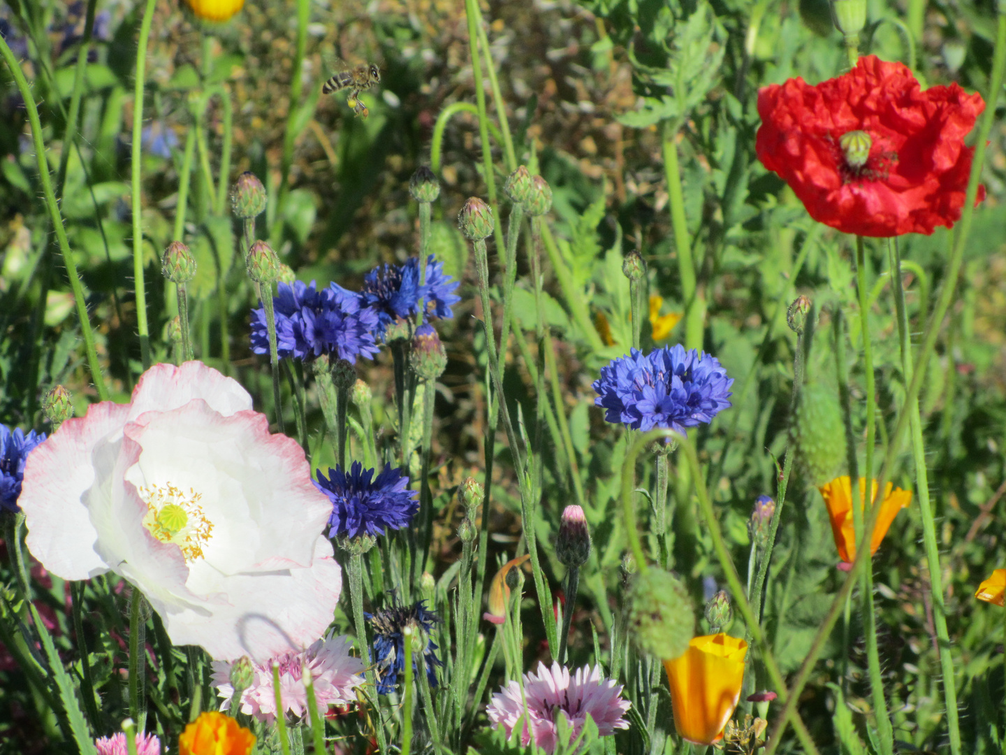 Summ, summ, summ! Bienchen...