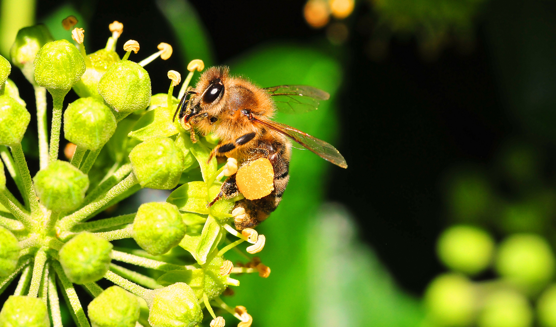 Summ, summ, summ ... Bienchen ...