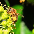 Summ, summ, summ ... Bienchen ...