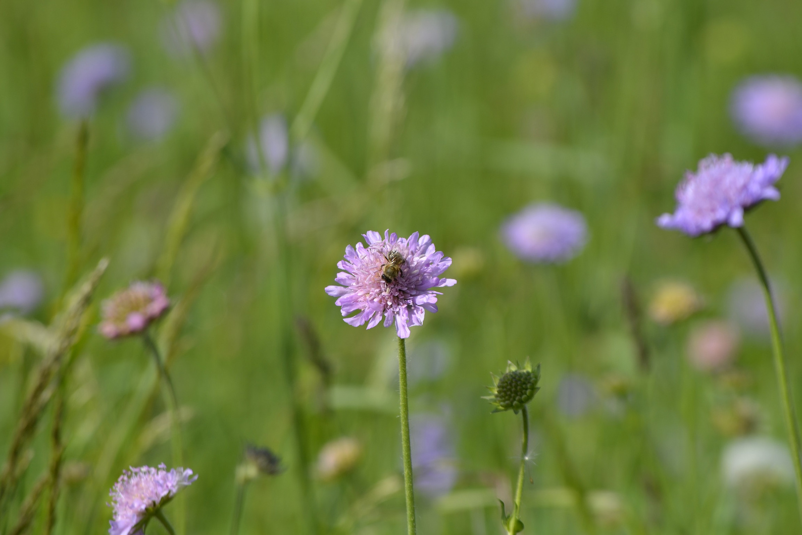 Summ, summ, summ, Bienchen....