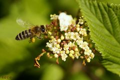 Summ summ summ, Bienchen flieg herum....