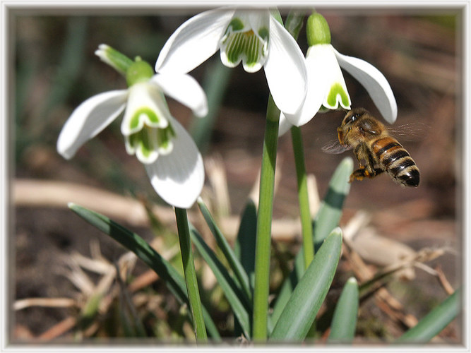 Summ, Summ, Summ, Bienchen fliegt herum.