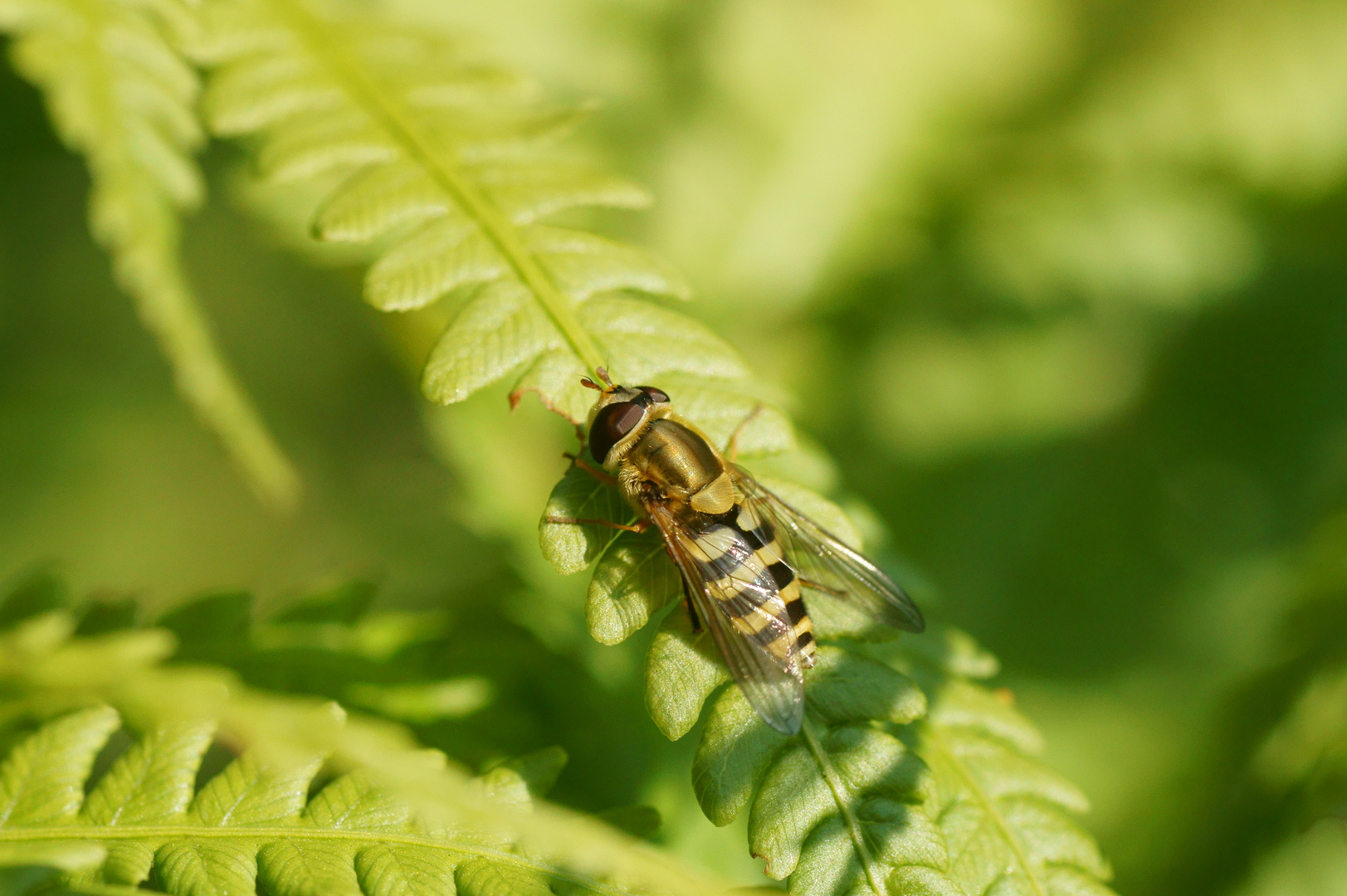 Summ Summ Summ - Bienchen sitz herum