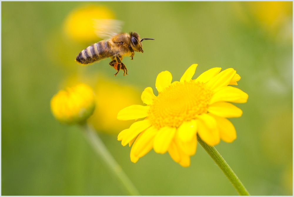 Summ summ summ... Bienchen summ herum...