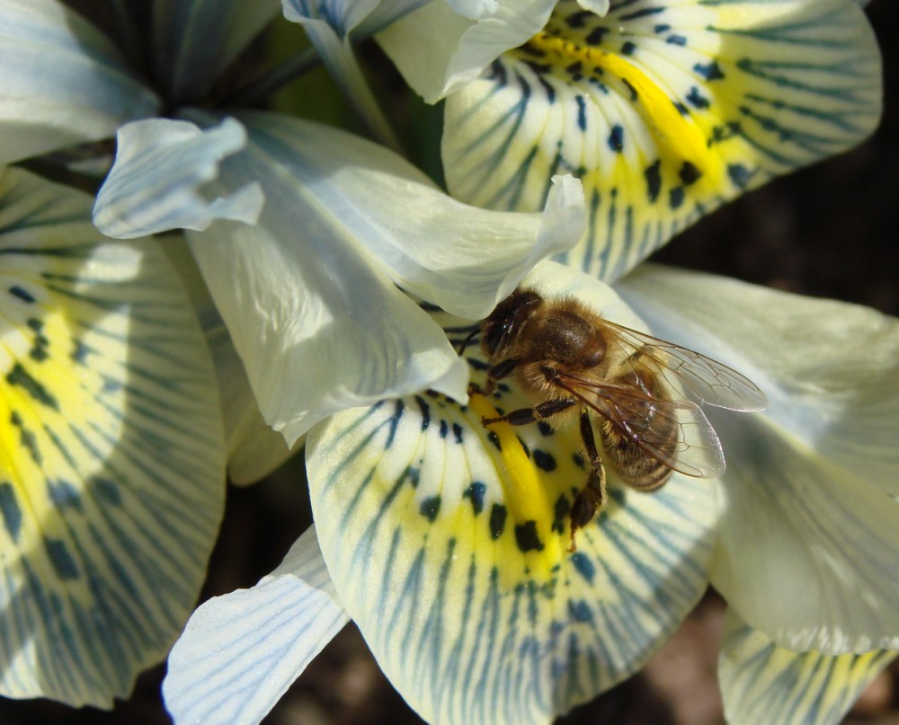 Summ, summ, summ Bienchen summ herum