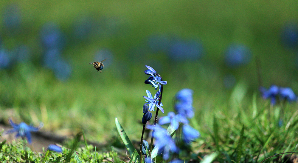 Summ, summ, summ - Bienchen summ herum