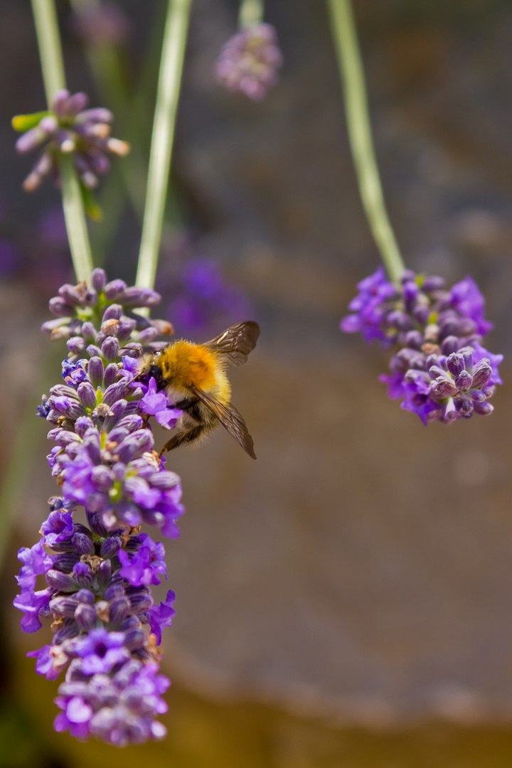 Summ, summ, summ Bienchen summ herum...