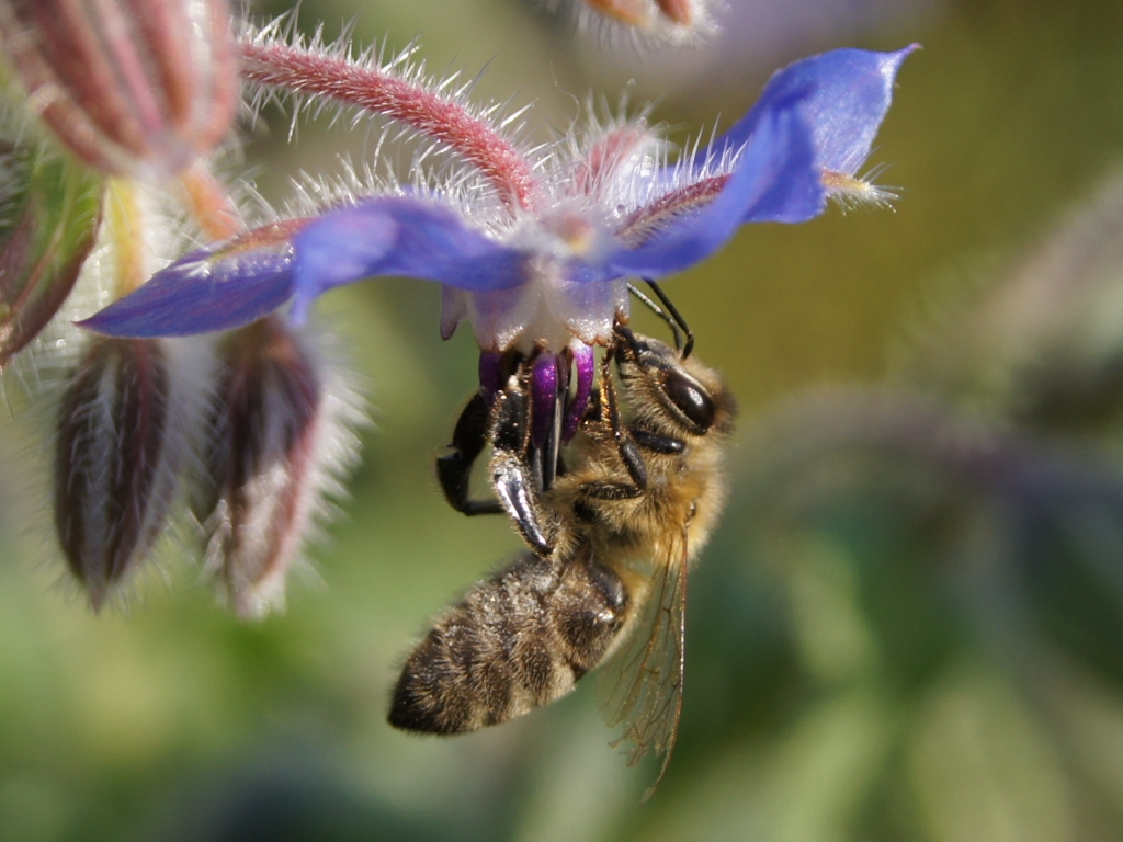 Summ ,summ ,summ ,Bienchen summ herum !