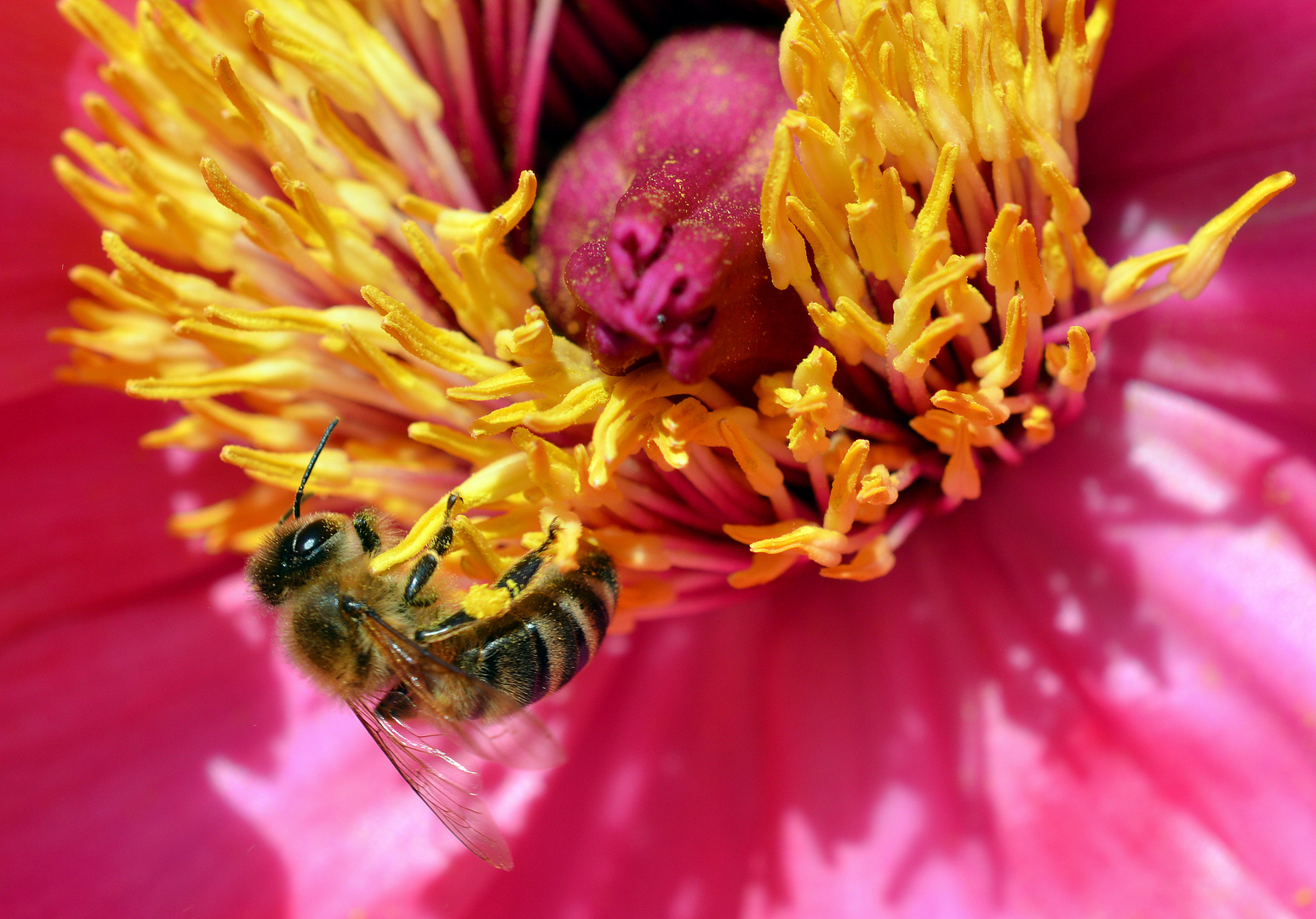 Summ, Summ, Summ ... Bienchen summ herum