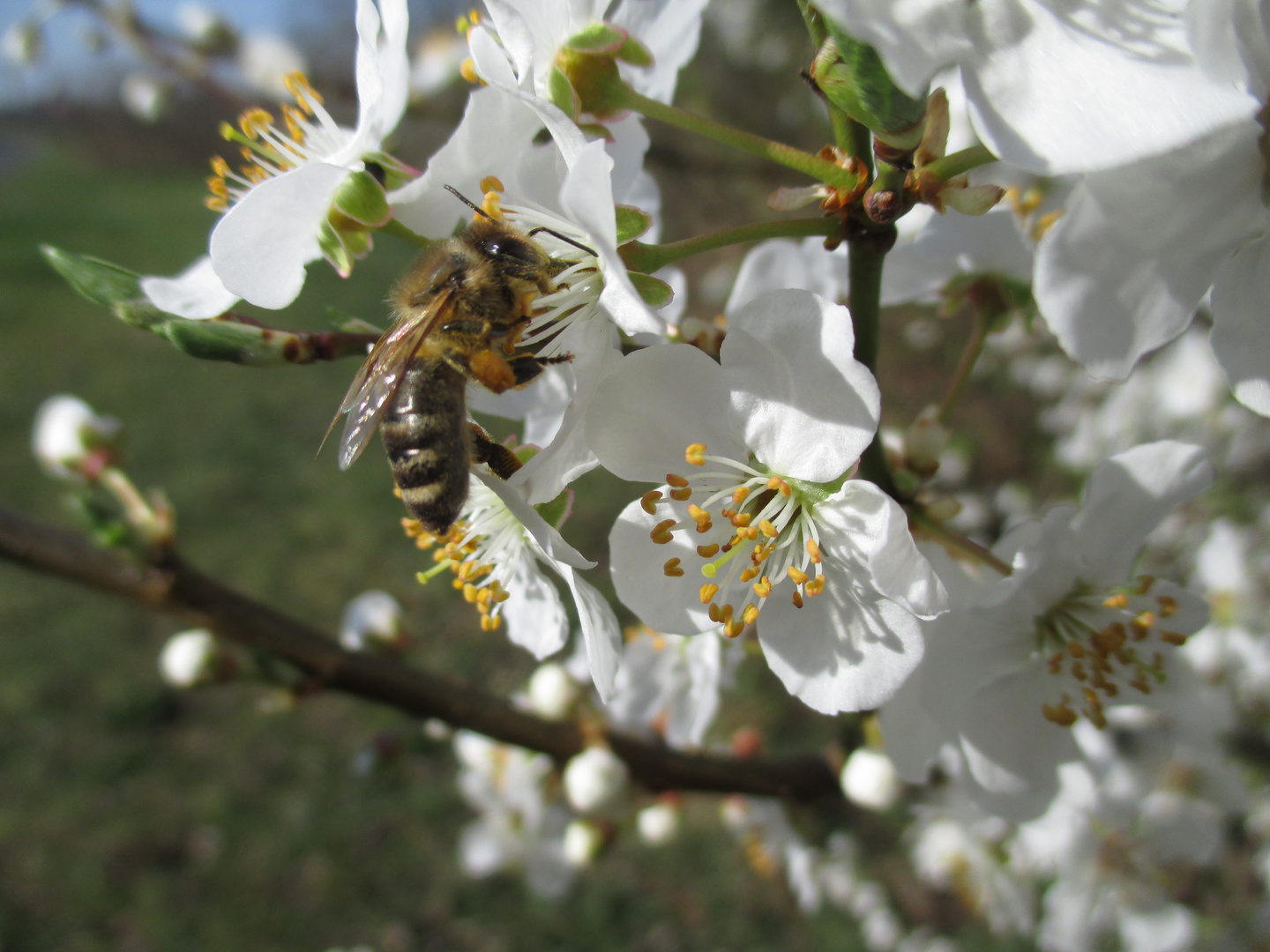 Summ, summ, summ, Bienchen summ herum