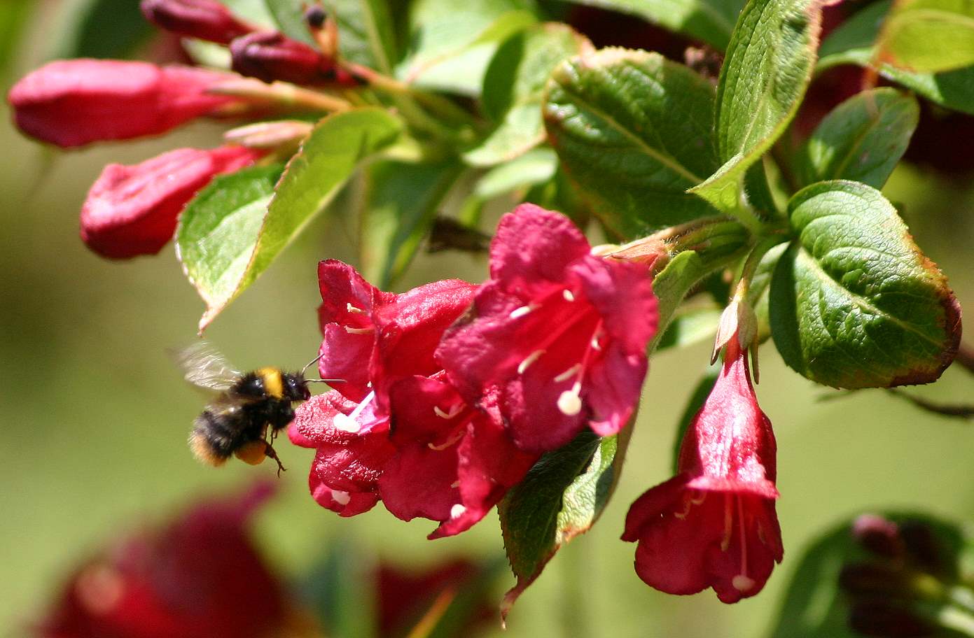 summ summ summ - Bienchen summ herum