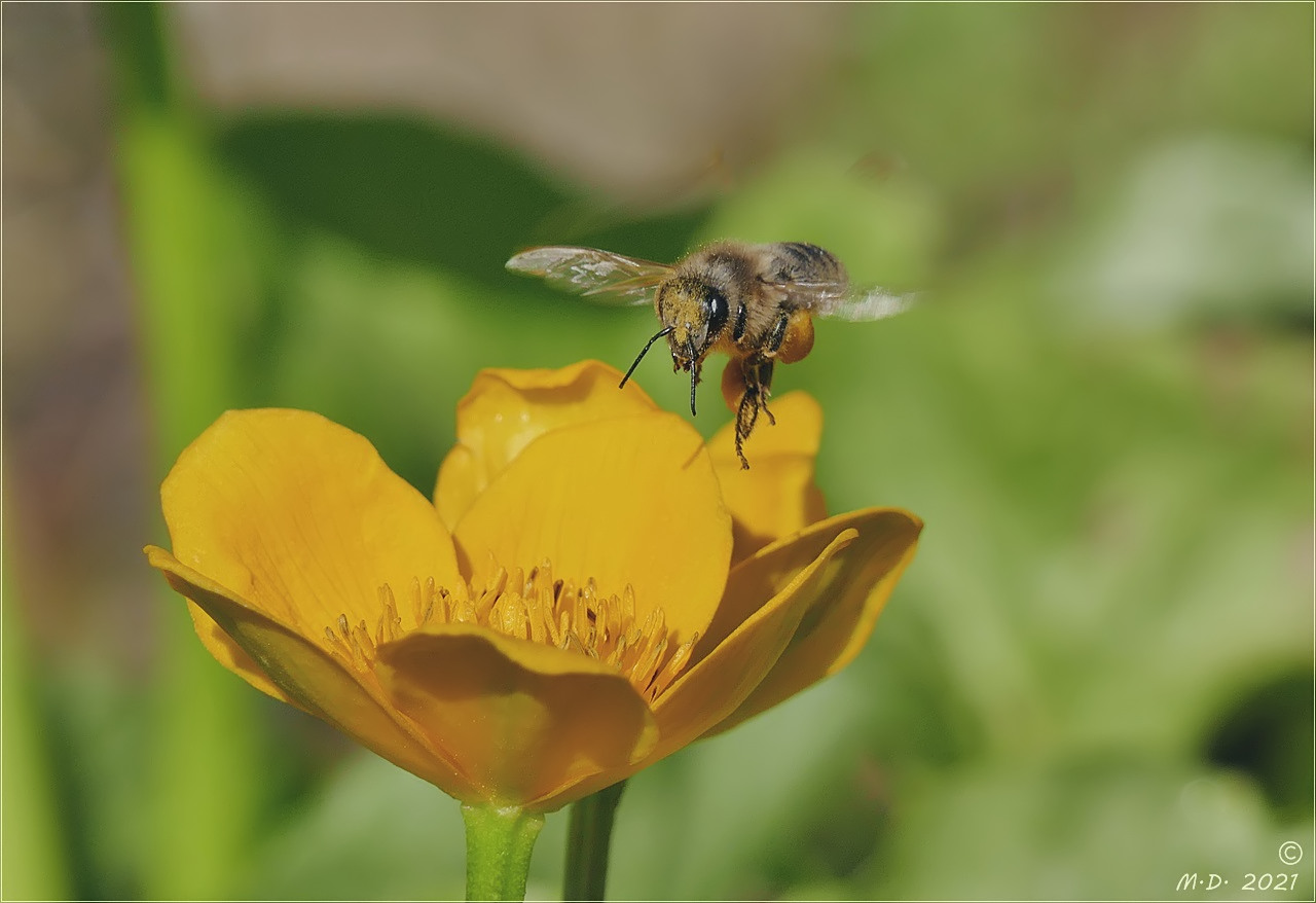 Summ summ summ! Bienchen summ' herum!