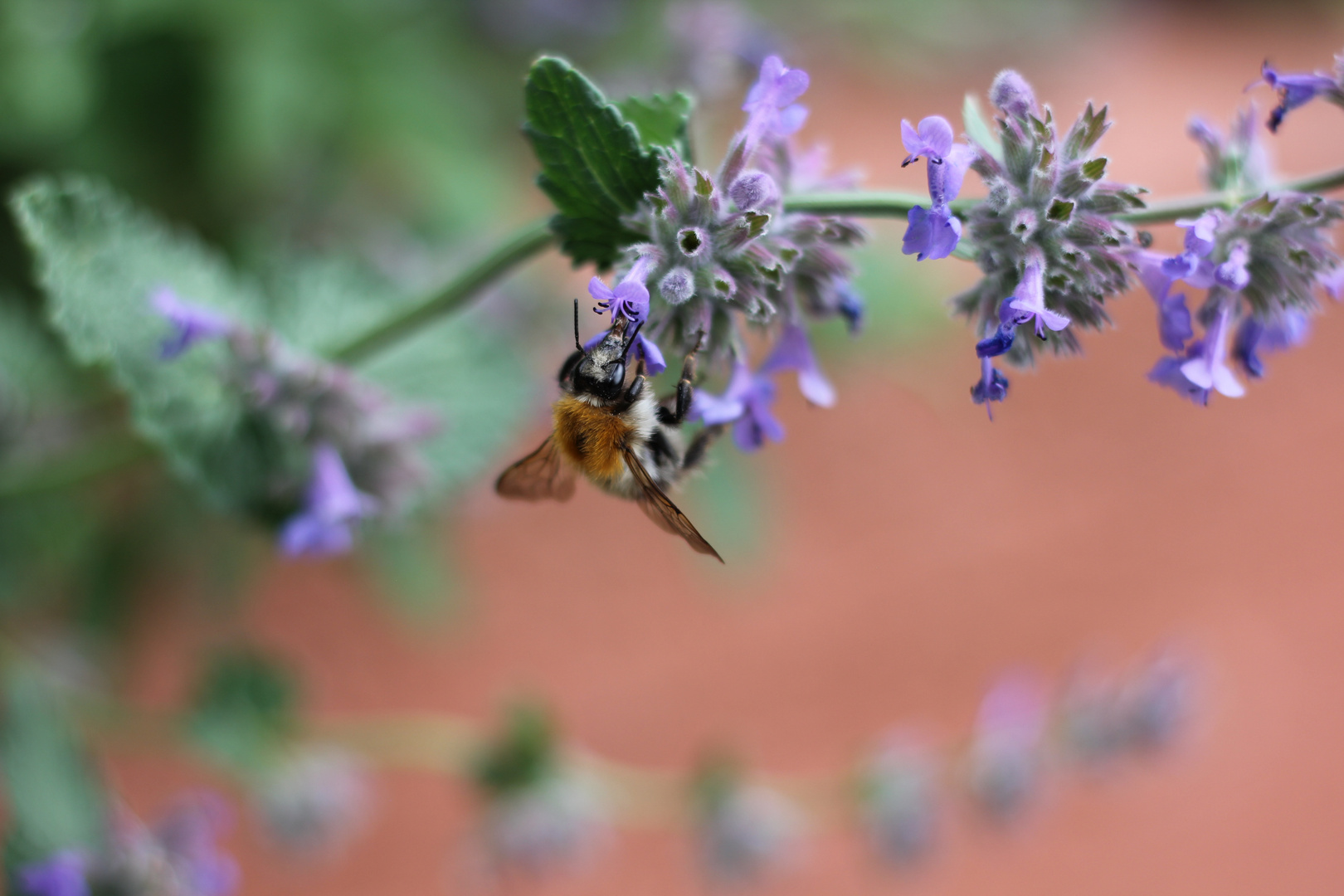 Summ summ summ Bienchen summ herum