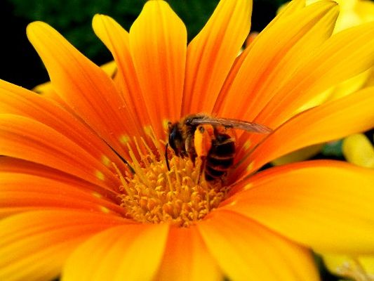 ...summ, summ, summ, Bienchen summ herum...