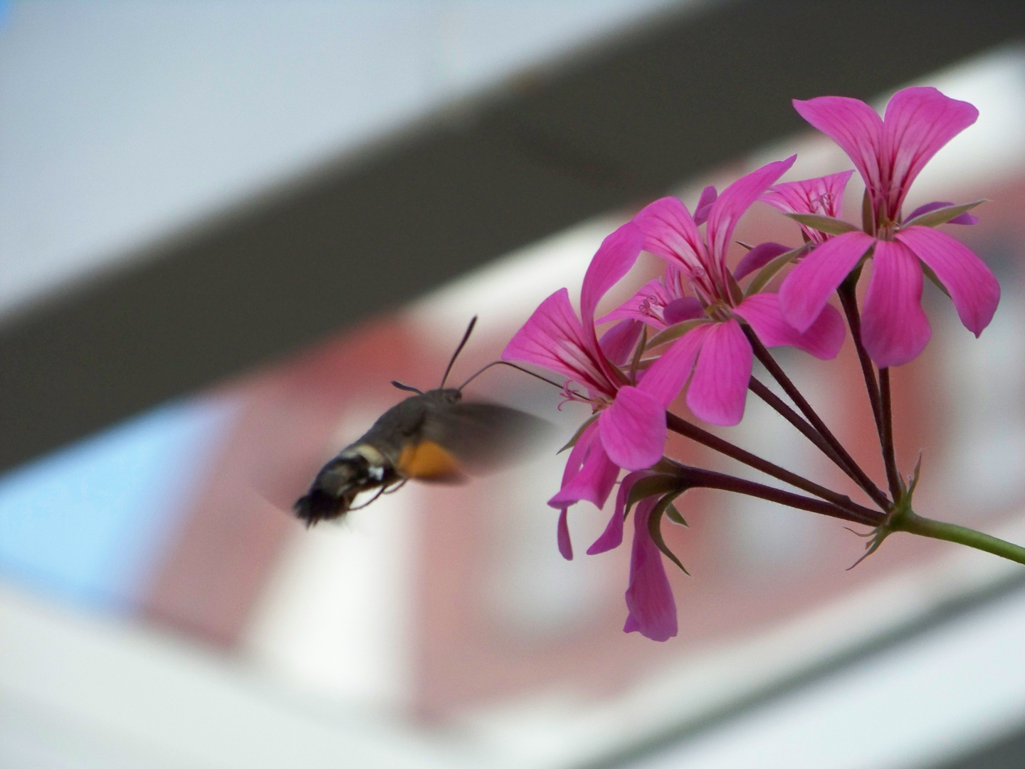 Summ-summ-summ- (Bienchen]  Taubenschwänzchen flieg herum..