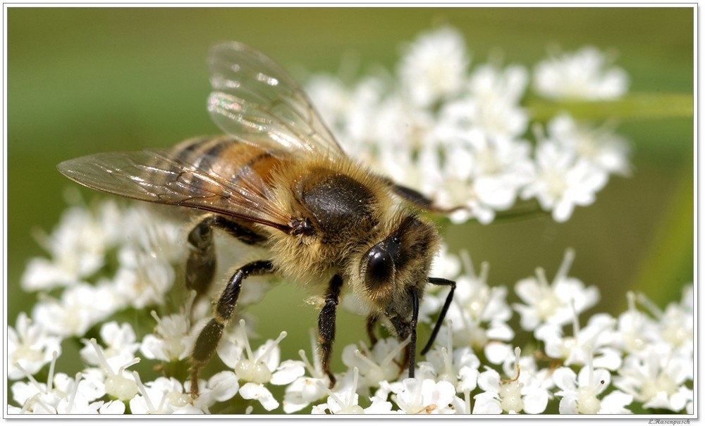 summ, summ, summ, die Bienen komm