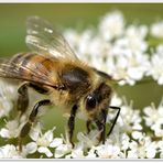 summ, summ, summ, die Bienen komm