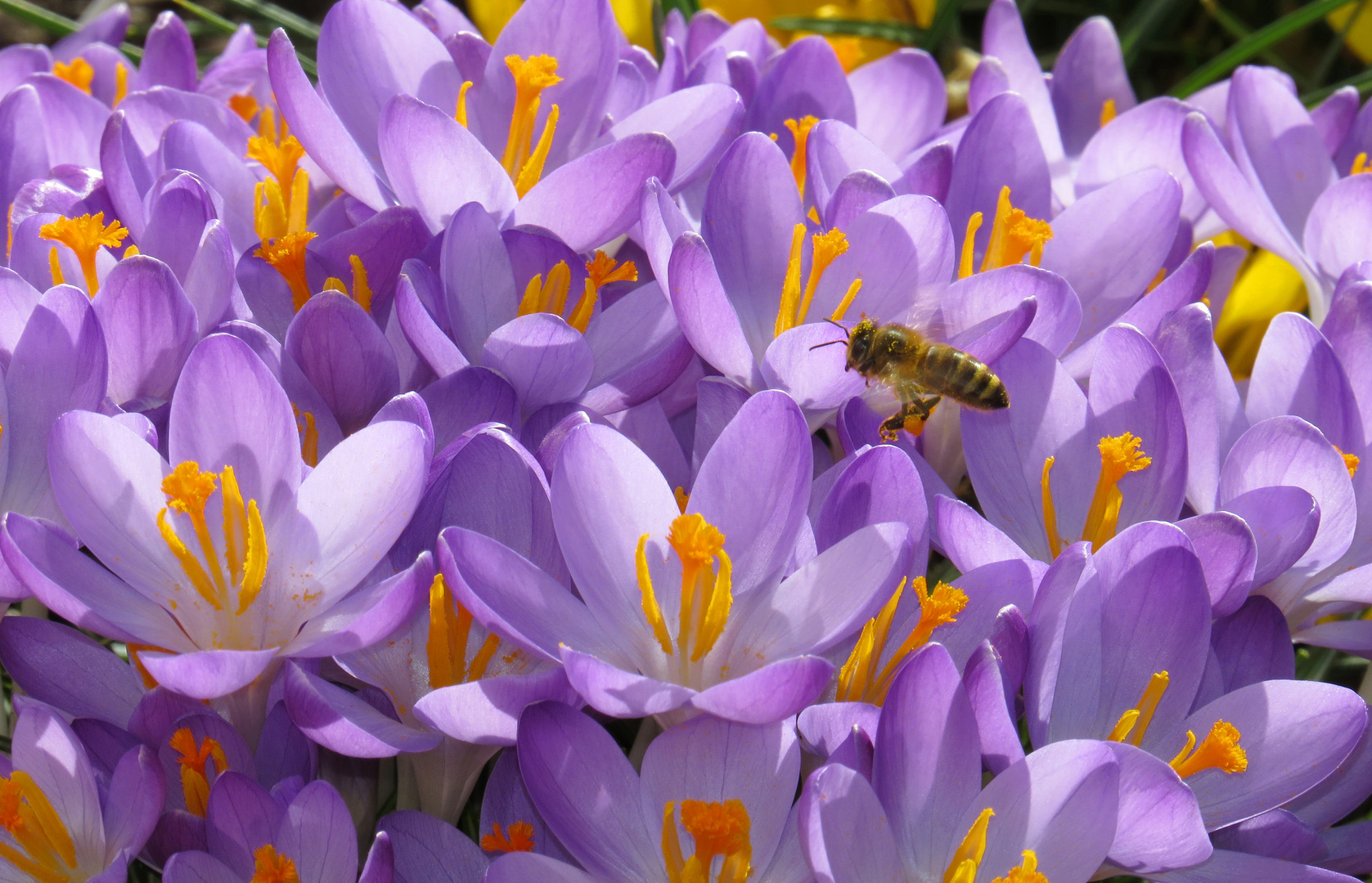 Summ, summ, summ...., Honigbiene im Krokus-Blütenmeer