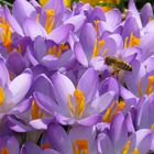 Summ, summ, summ...., Honigbiene im Krokus-Blütenmeer