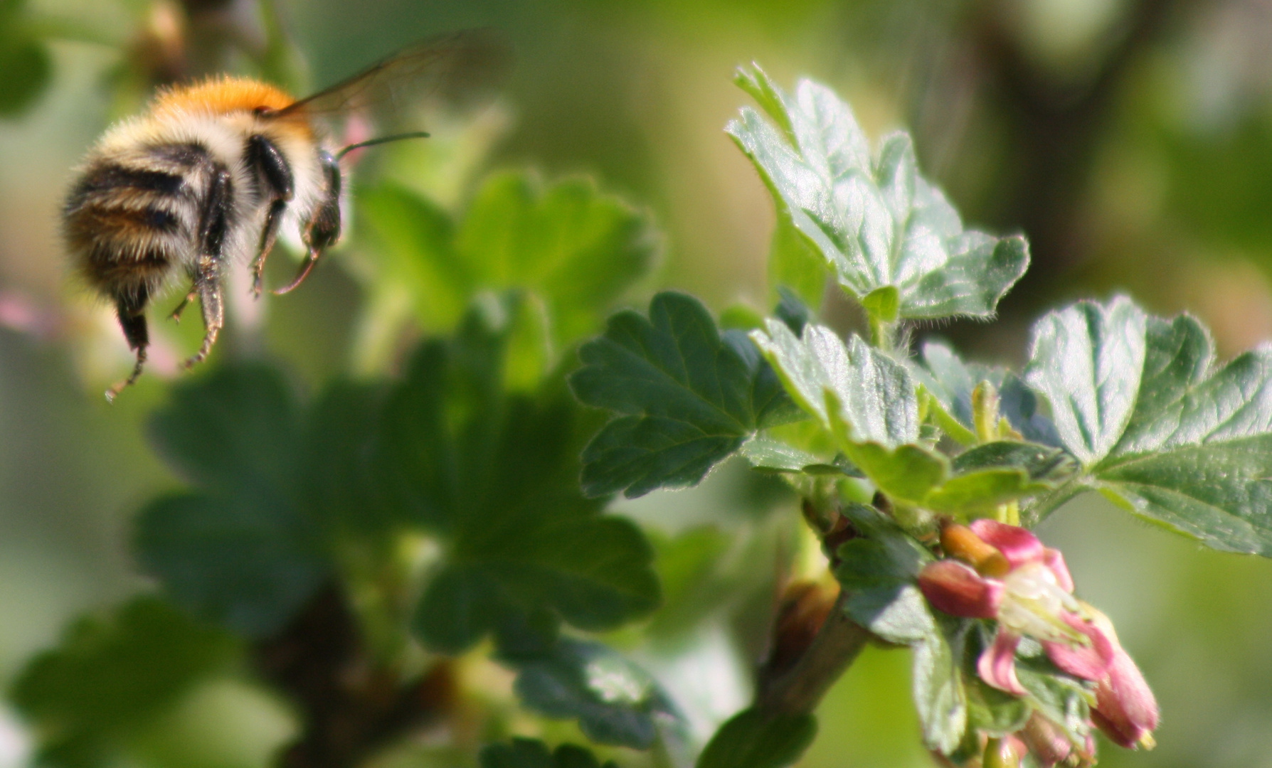 summ, summ, summ...Bienchen summ herum