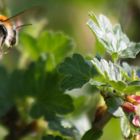 summ, summ, summ...Bienchen summ herum