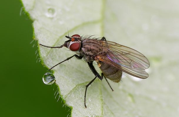 SUMM, SUMM, WEG - WARUM FLIEGEN DIE BESSEREN PILOTEN SIND