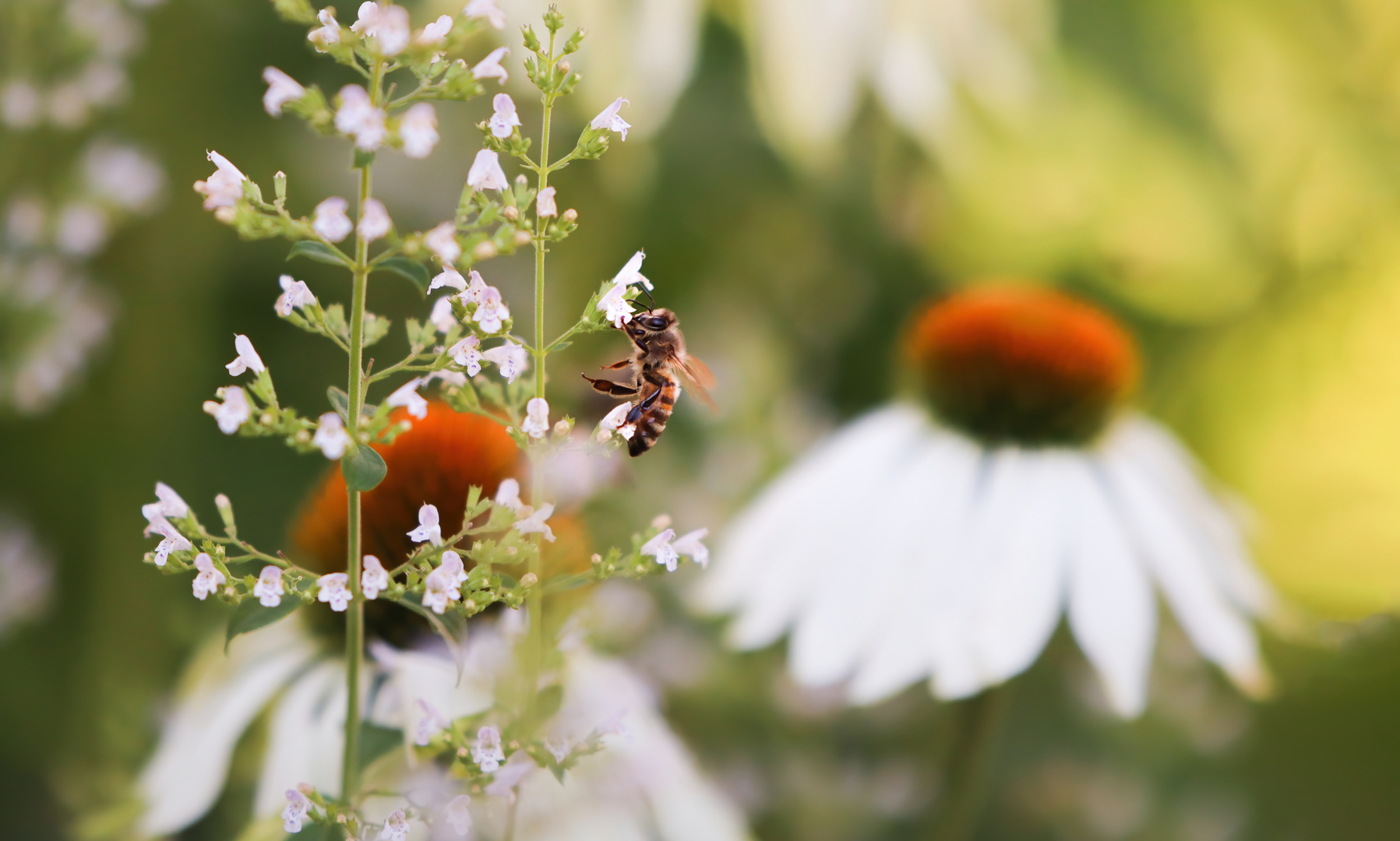 Summen im Blumenbeet