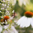 Summen im Blumenbeet