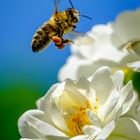 Summen im Rosenbeet