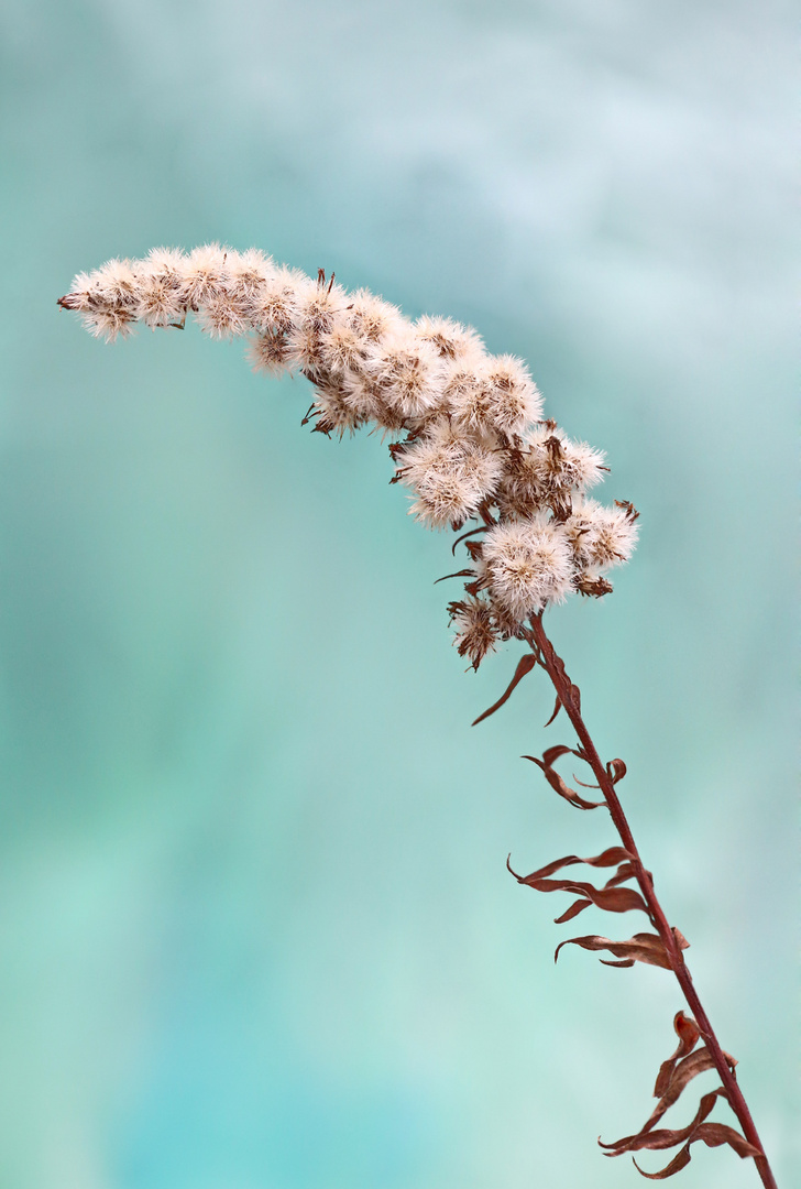 Summenbild der Goldrute (Solidago)