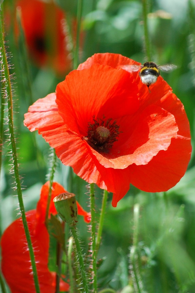 Summender Mohn