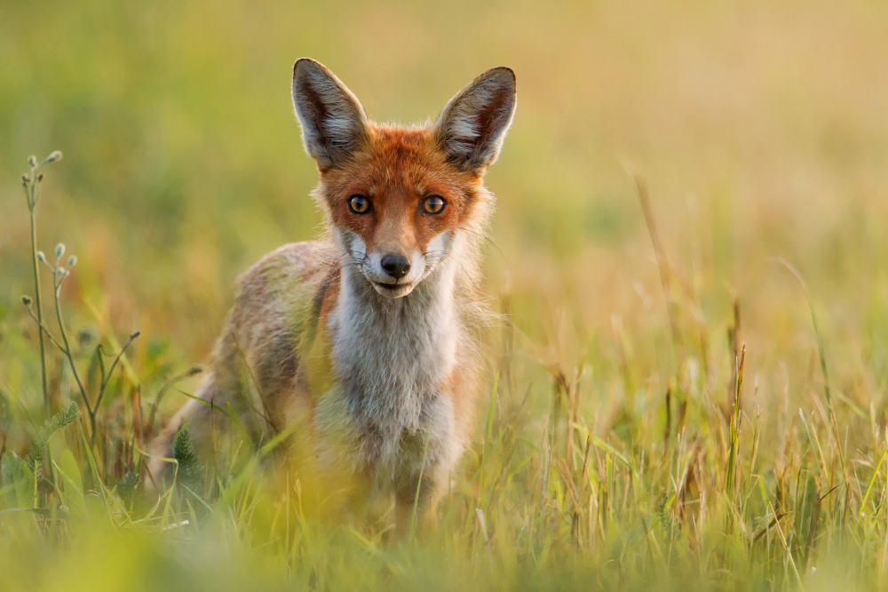 ~ summer ~ Foto & Bild | tiere, wildlife, säugetiere Bilder auf