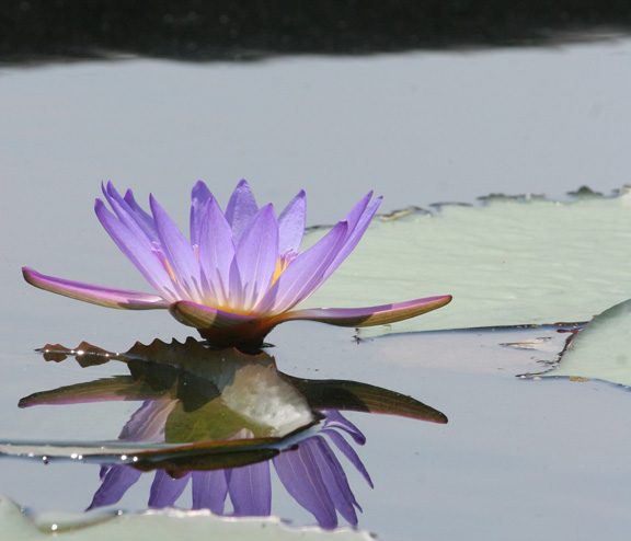 Summer Afternoon Lily