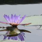 Summer Afternoon Lily